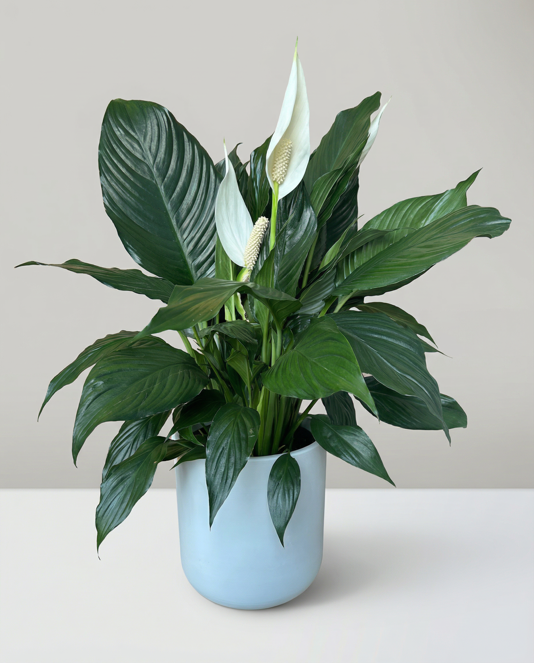 Arrangement de sympathie Spathiphyllum Lys de Paix (Namaste) – arrangement floral élégant réalisé par un fleuriste professionnel, fleurs fraîches et de qualité, Fleurs2