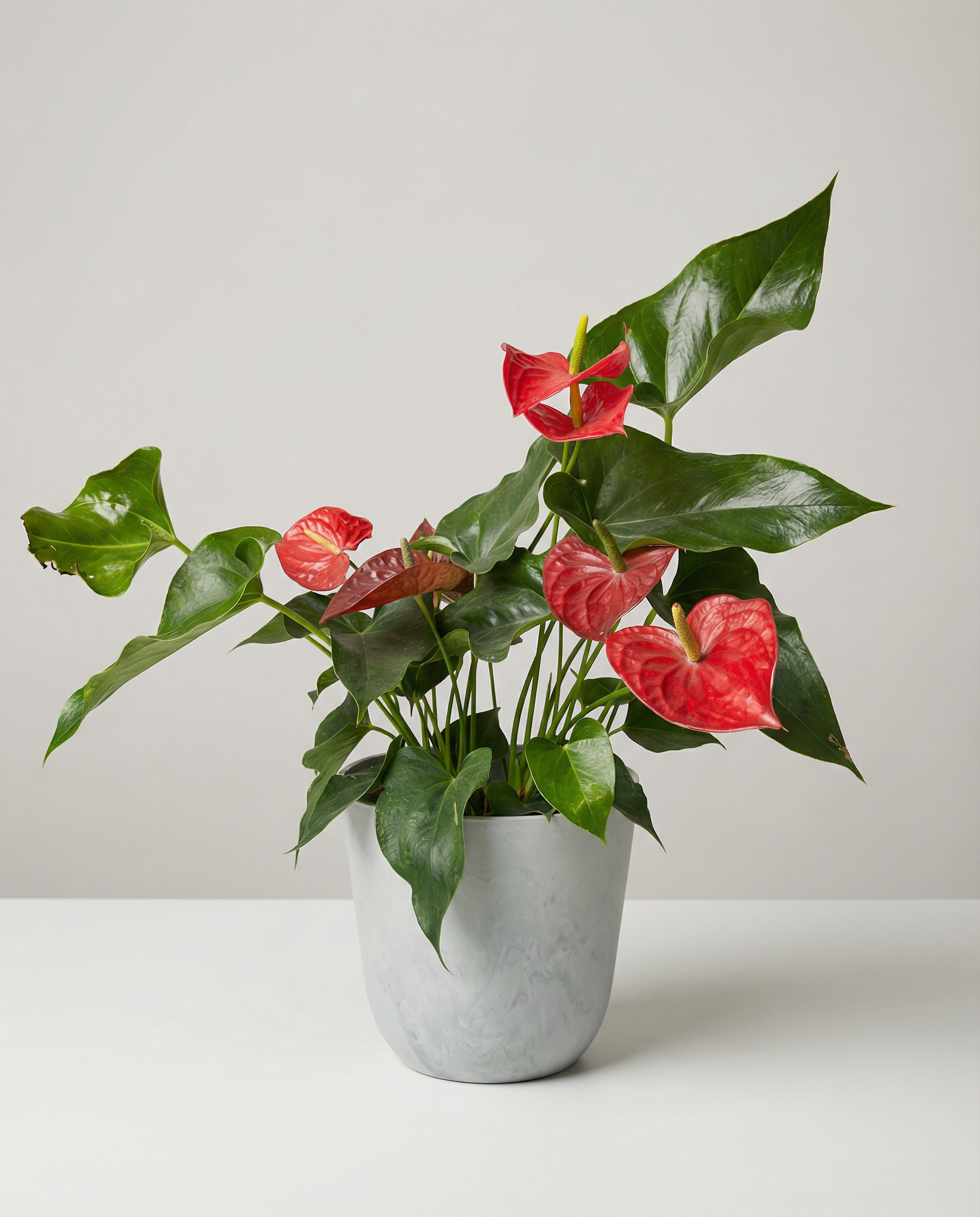 Arrangement de sympathie Antrhurium – arrangement floral élégant réalisé par un fleuriste professionnel, fleurs fraîches et de qualité, Fleurs2