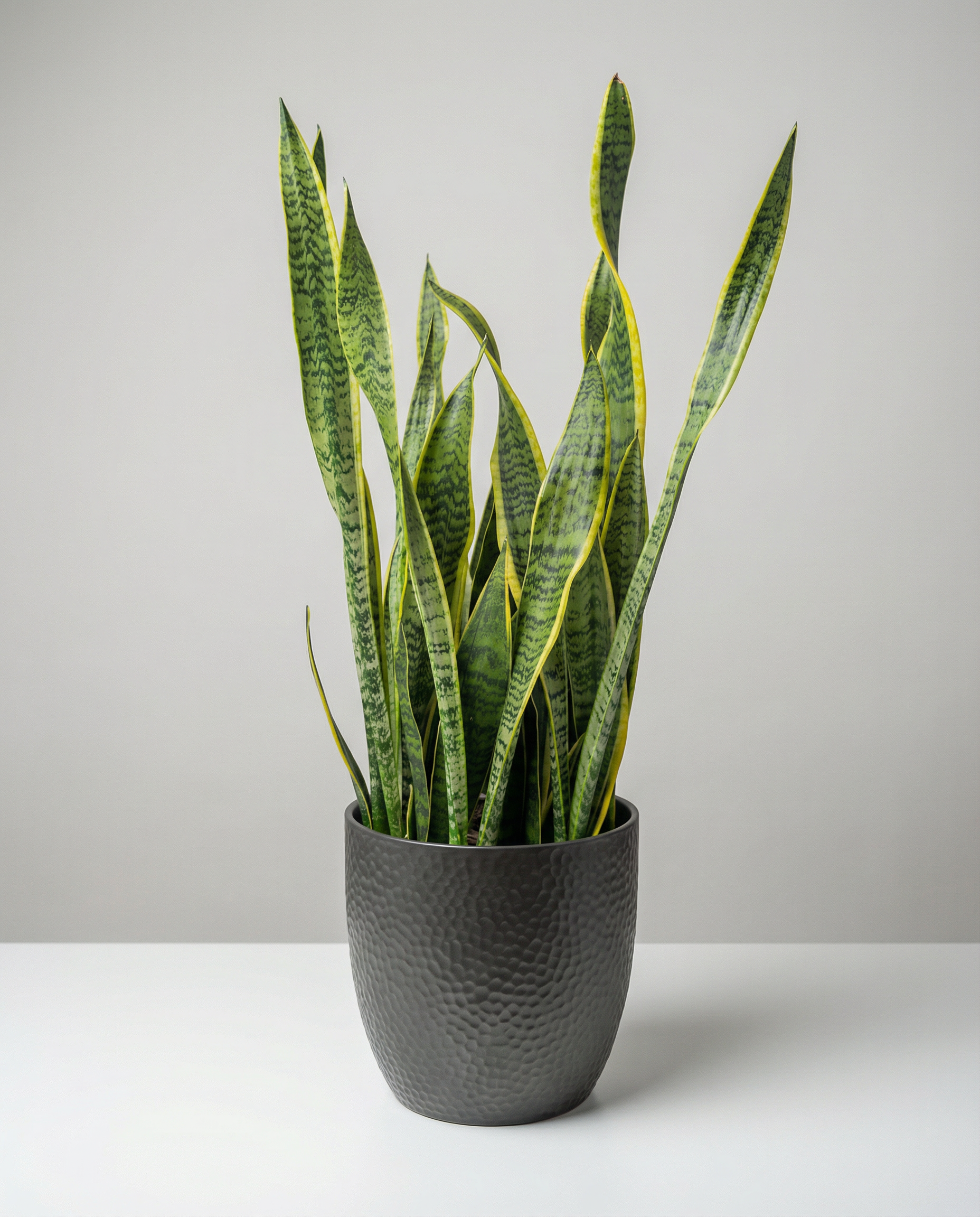 Arrangement de sympathie La Sansevieria Laurentii Snake Plant – arrangement floral élégant réalisé par un fleuriste professionnel, fleurs fraîches et de qualité, Fleurs2