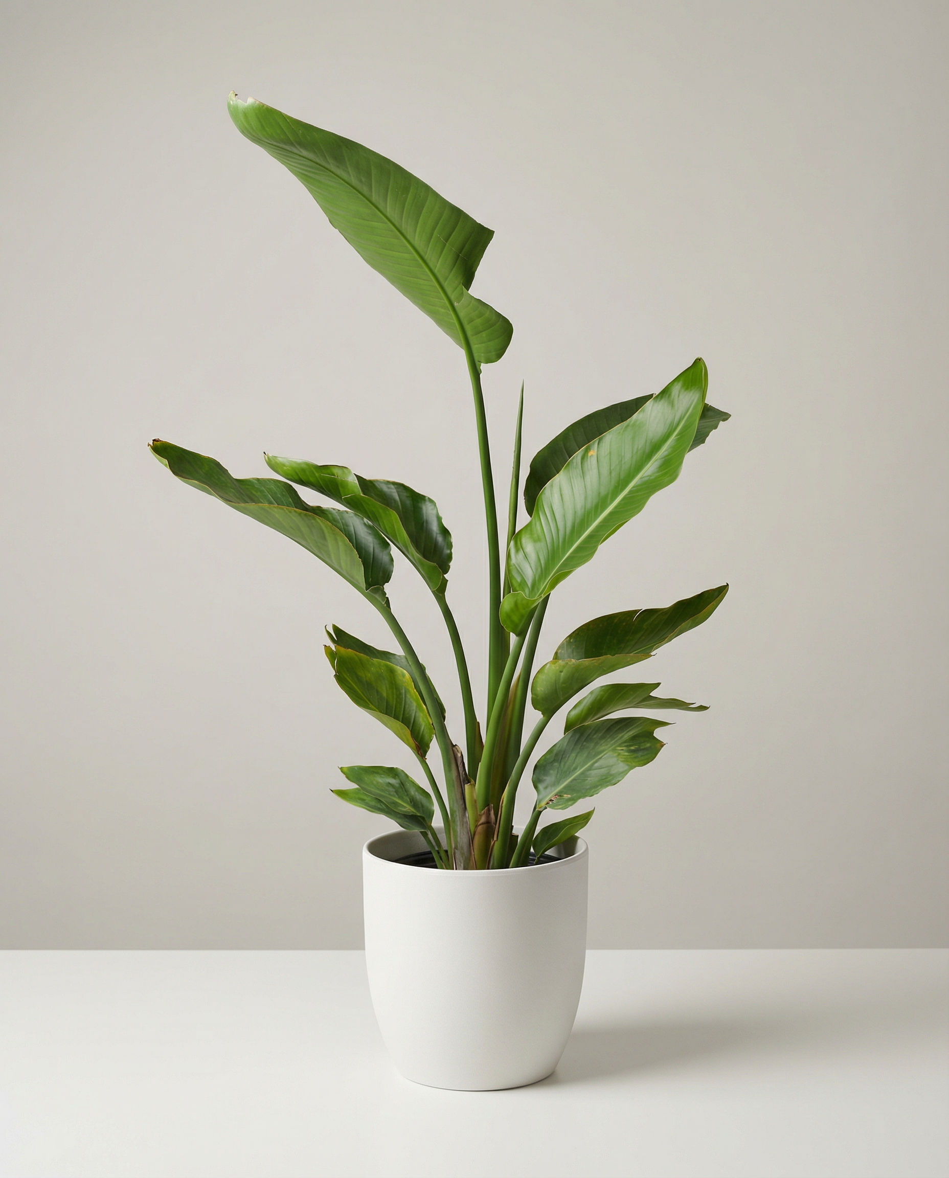 Arrangement de sympathie Strelitzia Nicolai White Bird of Paradise – arrangement floral élégant réalisé par un fleuriste professionnel, fleurs fraîches et de qualité, Fleurs2