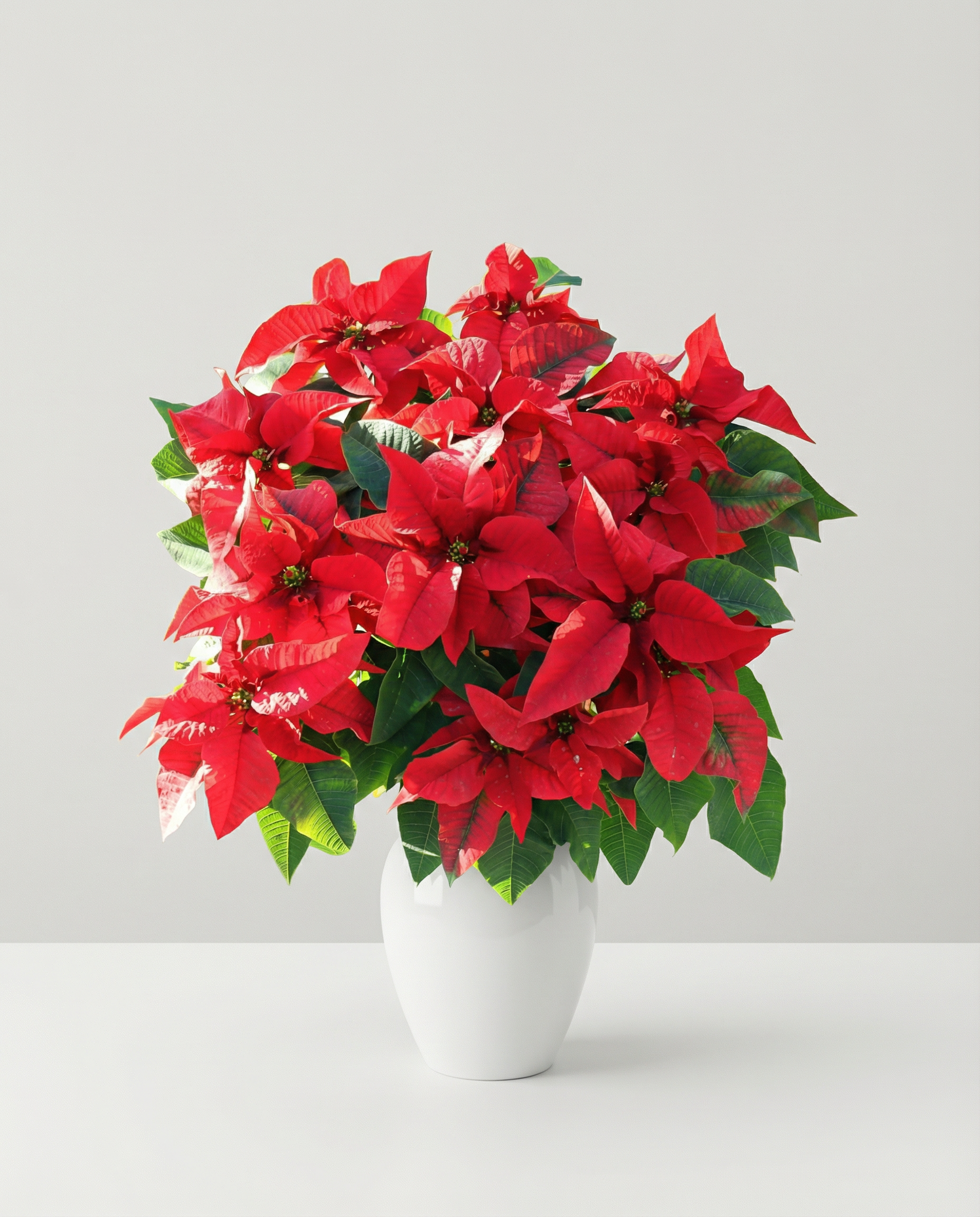 Rouge Enchanté Poinsettia