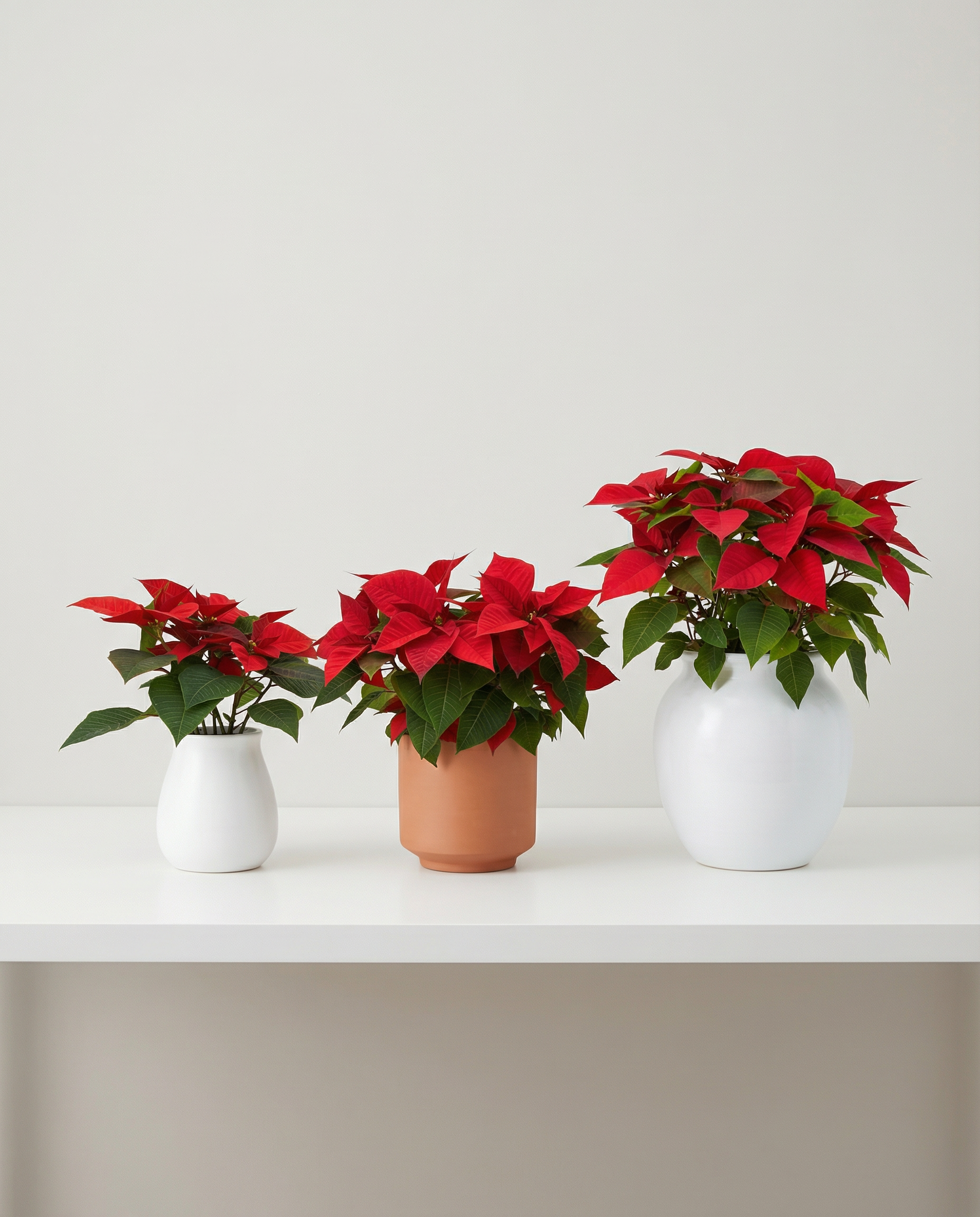 Rouge Enchanté Poinsettia