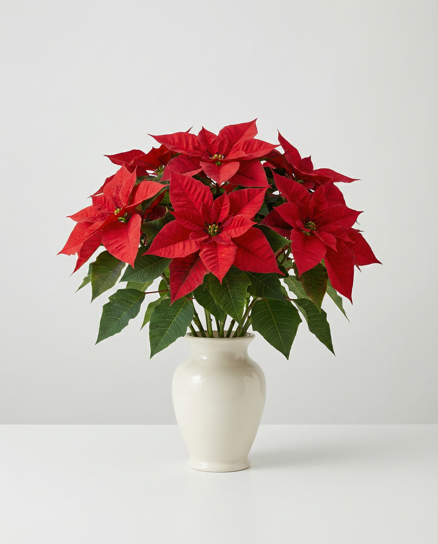 Rouge Enchanté Poinsettia – arrangement floral élégant réalisé par un fleuriste professionnel, fleurs fraîches et de qualité, Fleurs2