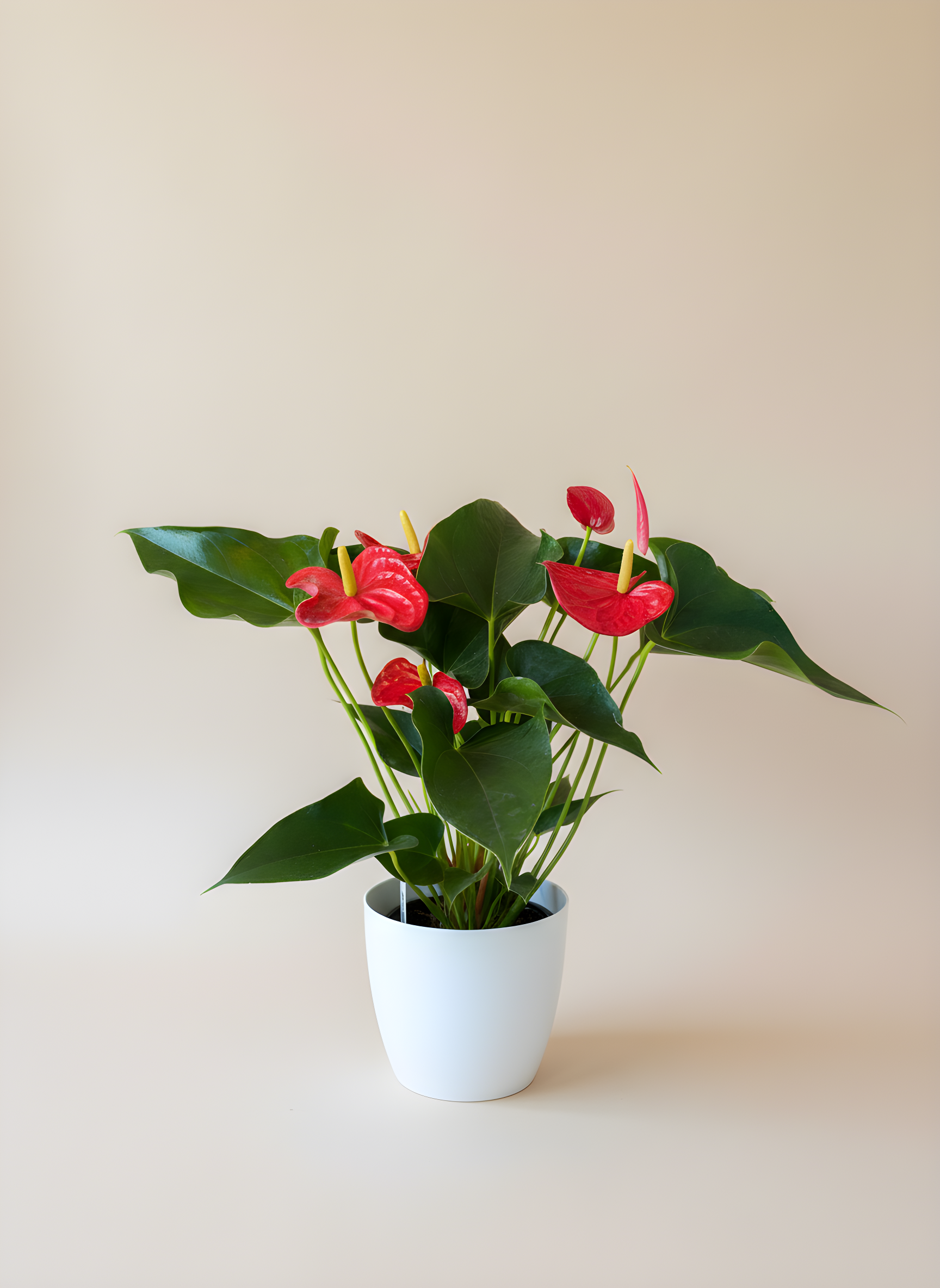 P-2 Plante Antrhurium