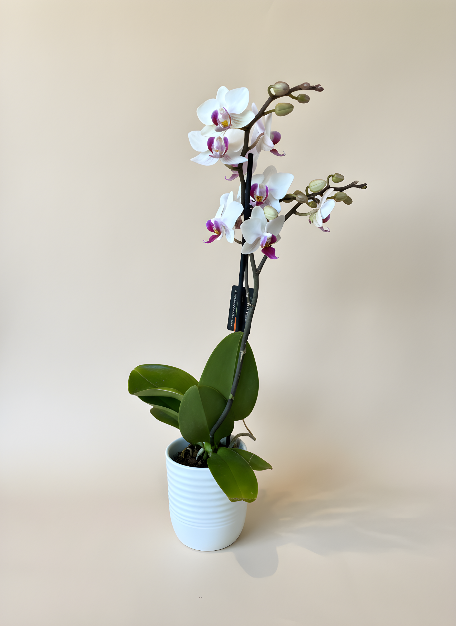 P-7 Orchidée