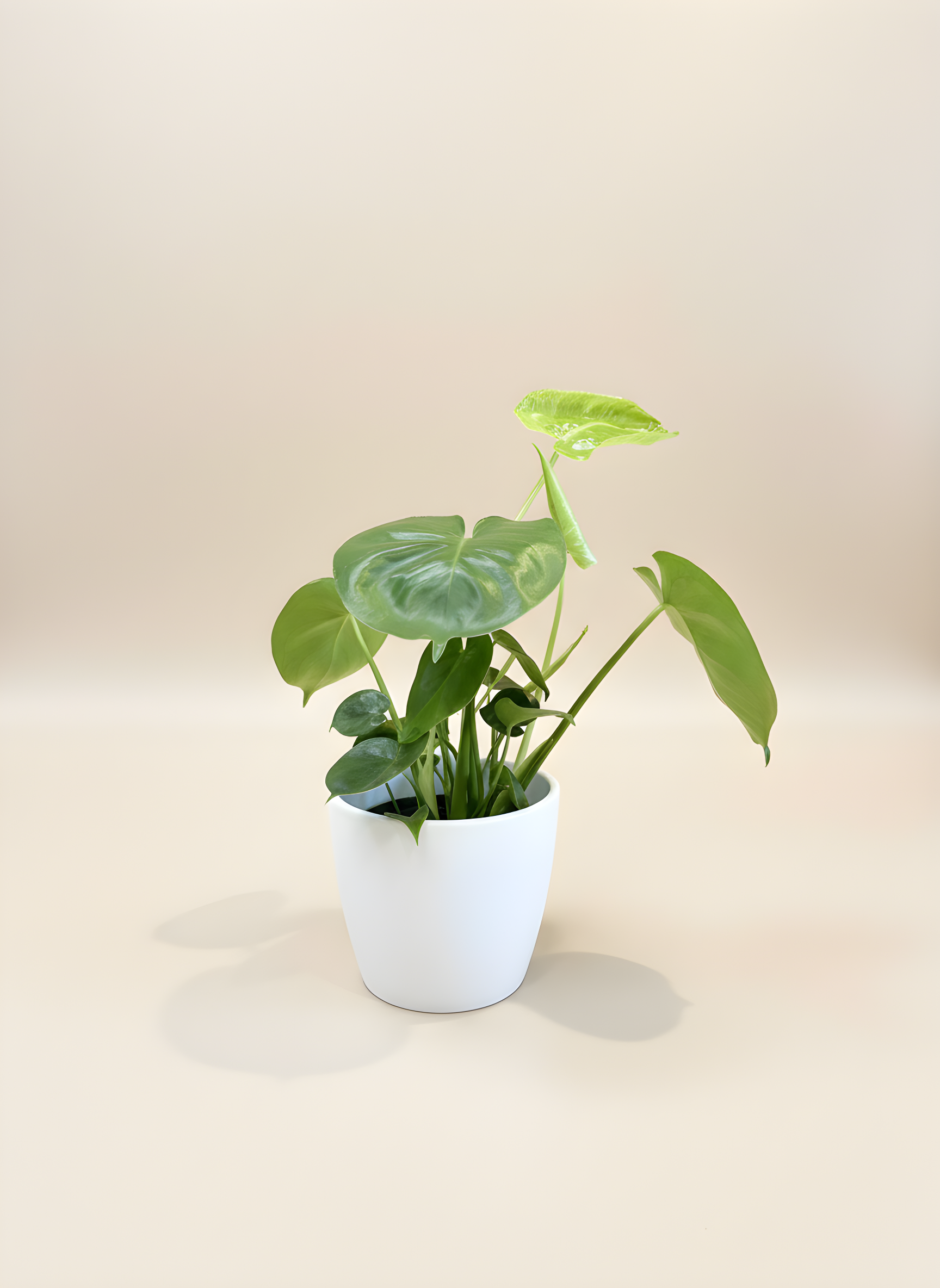 P-15 Monstera Deliciosa