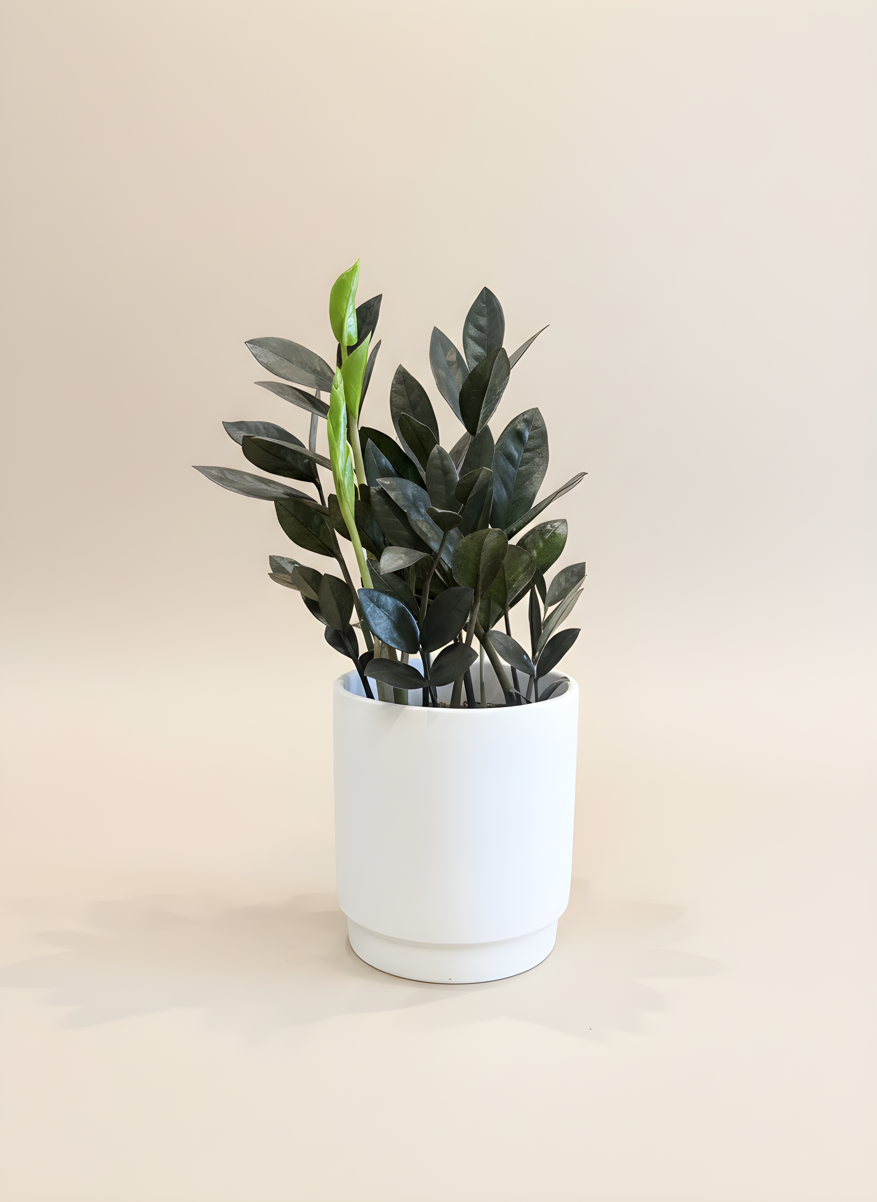 P-8 Plante zamioculcas zamiifolia Raven