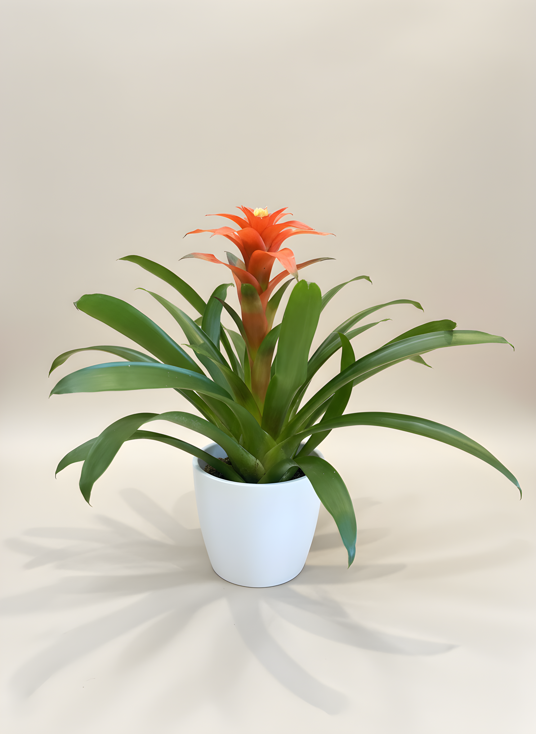 P-16 Bromelia