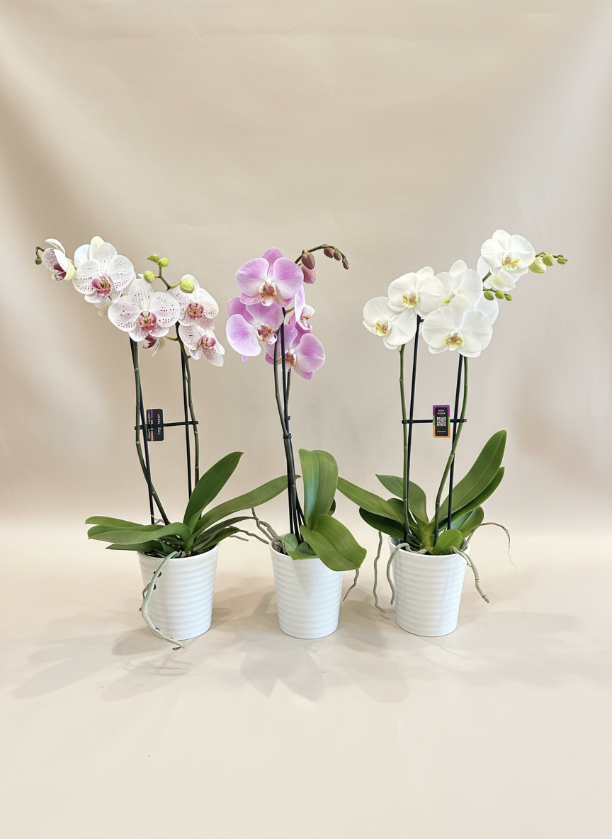 P-7 Orchidée Phalaenopsis
