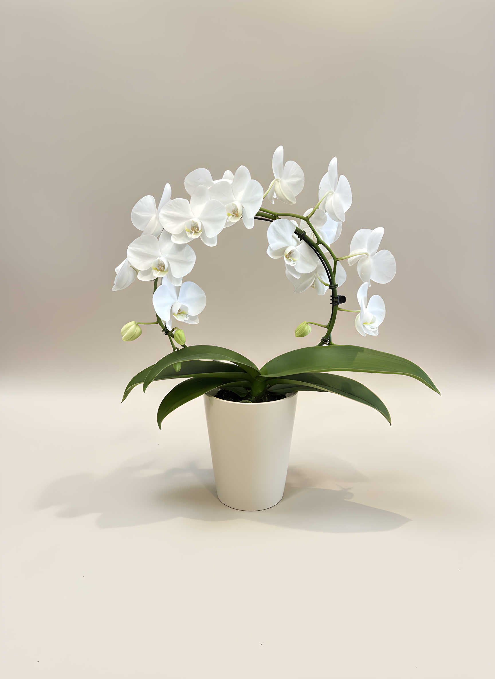 P-7 Orchidée Phalaenopsis
