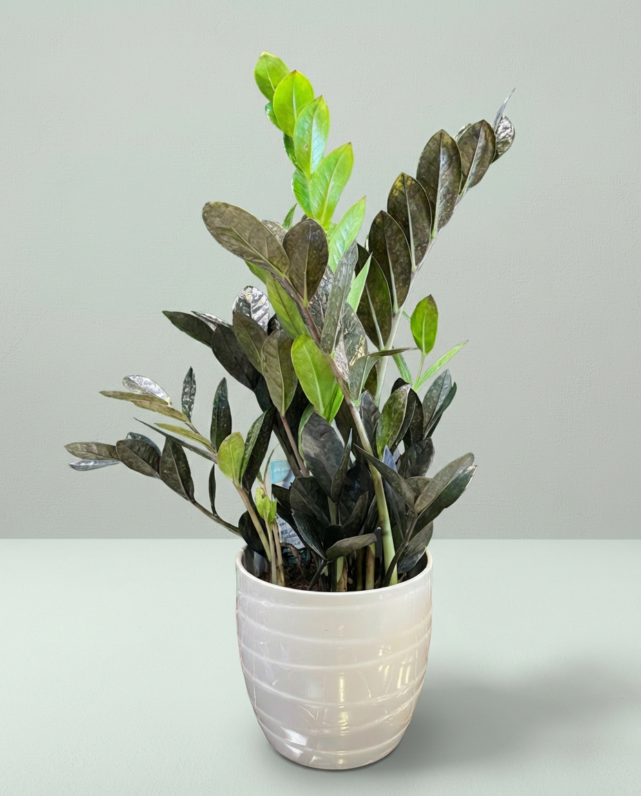 P-8 Plante zamioculcas zamiifolia Raven