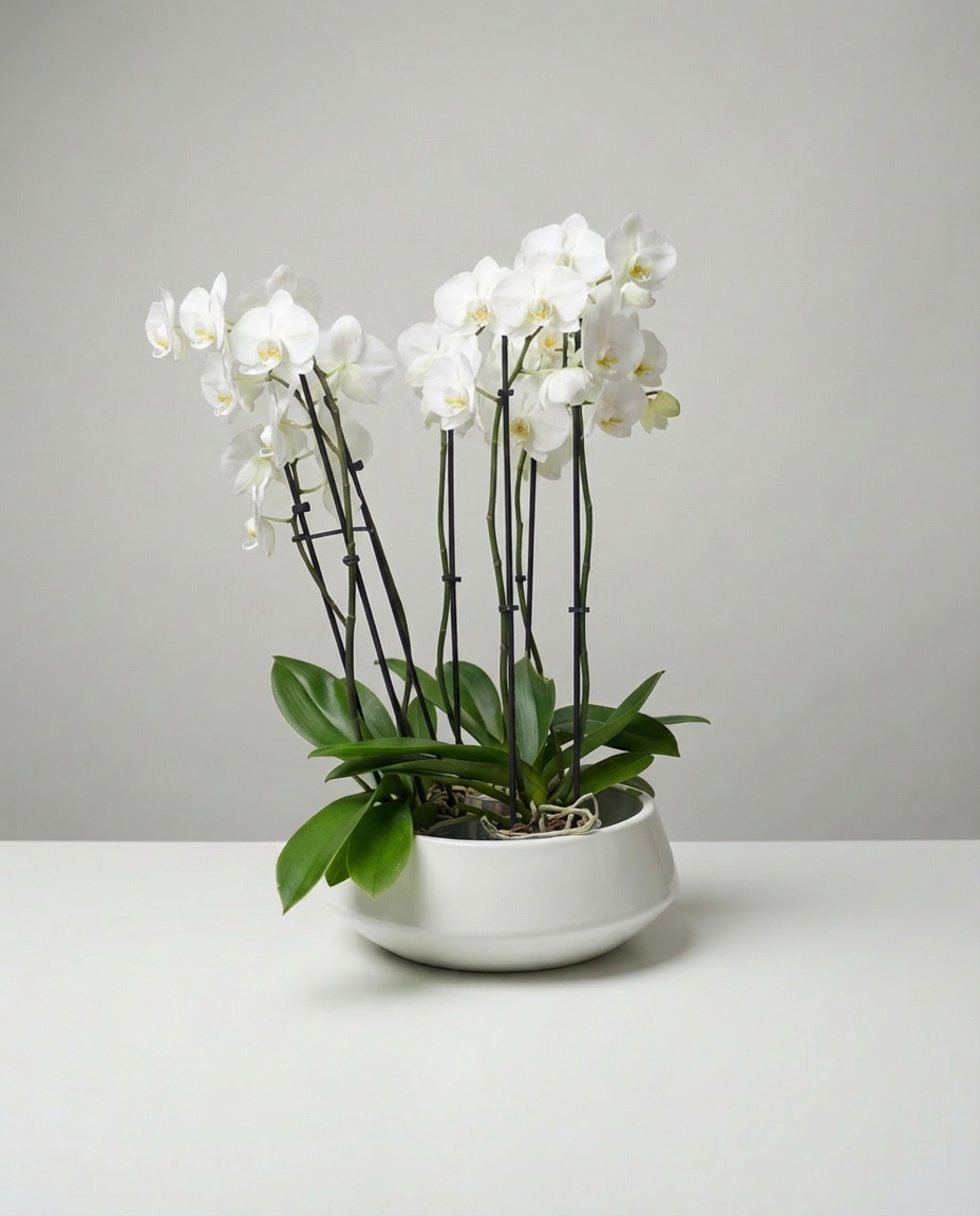 P-6 Orchidée Phalaenopsis Pure Élégance