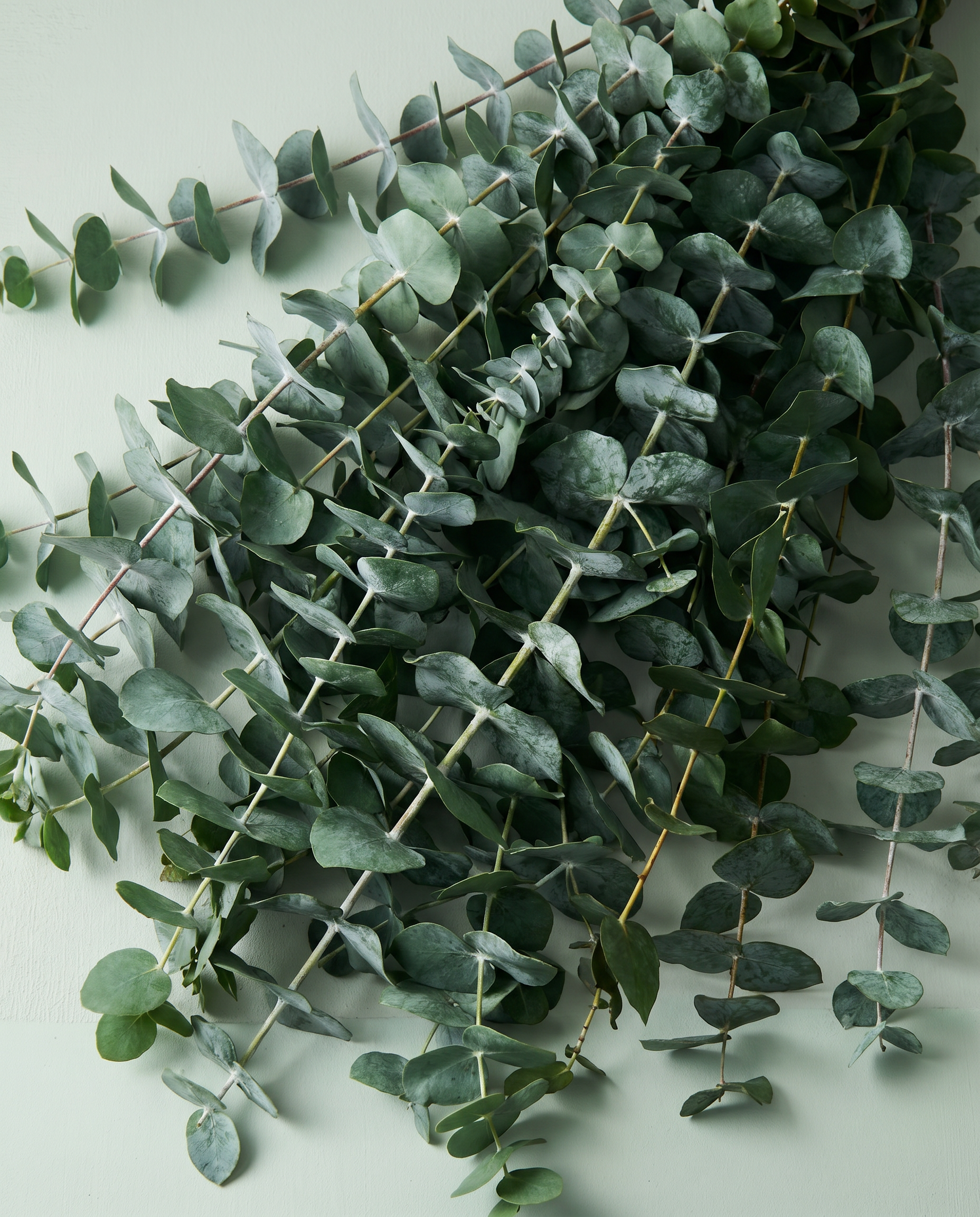 BO-48 Bouquet Frais d'Eucalyptus
