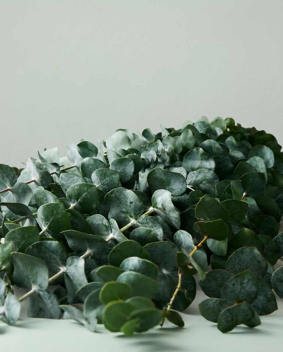 BO-48 Bouquet Frais d'Eucalyptus