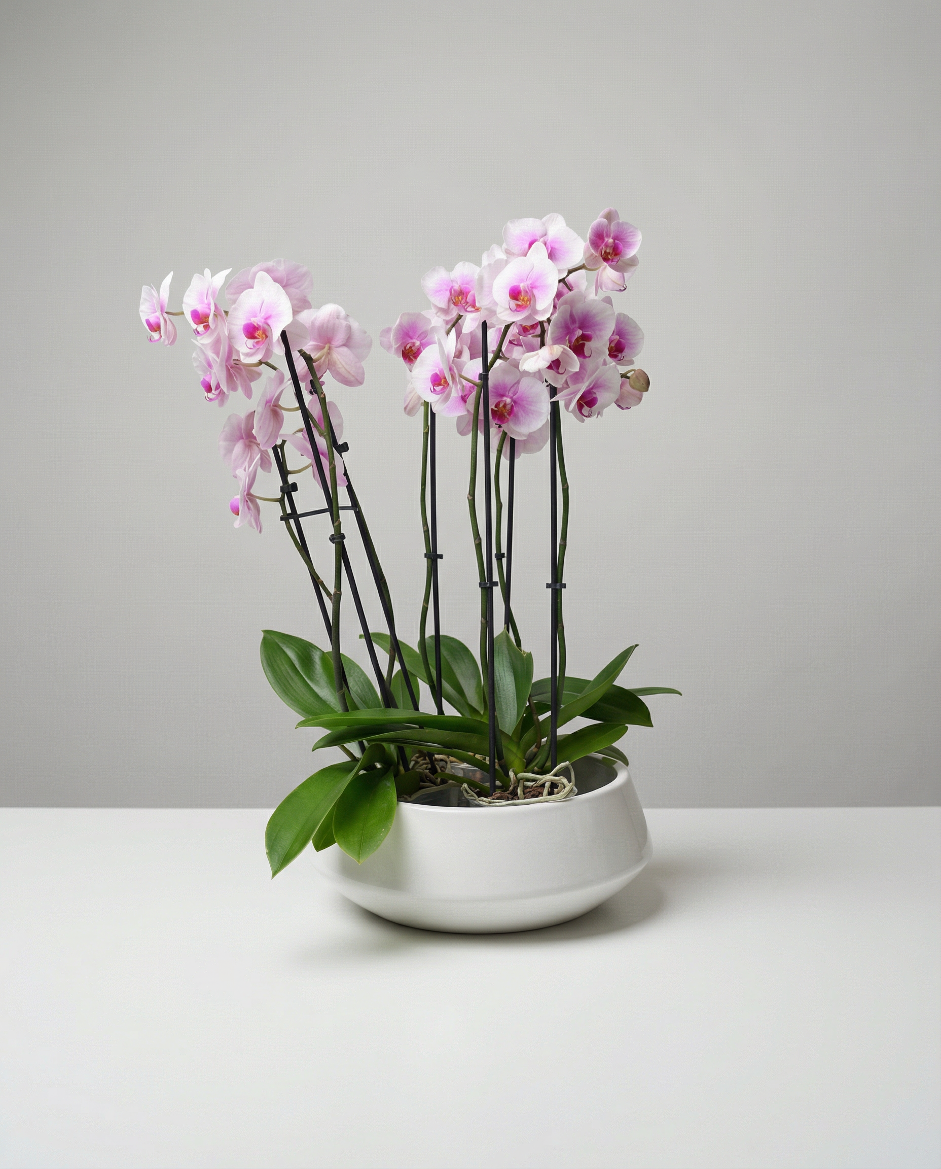 P-5 Orchidée Phalaenopsis Élégance Rose